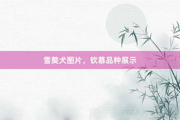 雪獒犬图片,钦慕品种展示